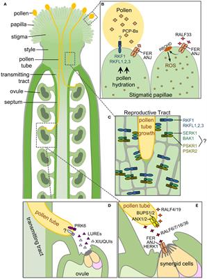 Finding new Arabidopsis receptor kinases that regulate compatible pollen-pistil interactions